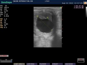 mare ultrasound pregnancy images 19 day measured