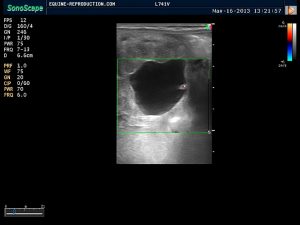 mare ultrasound pregnancy images 20 day CD image