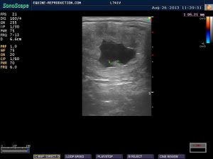 mare ultrasound pregnancy images 21 day measured