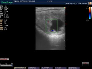 mare ultrasound pregnancy images 22 day CD image