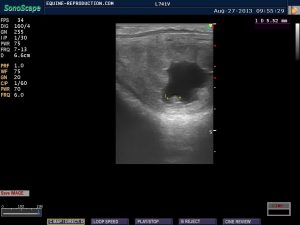 mare ultrasound pregnancy images 22 day measured