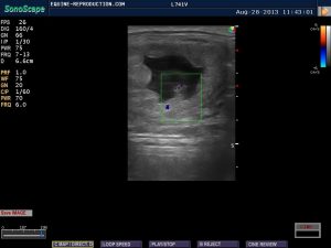 mare ultrasound pregnancy images 23 day CD image