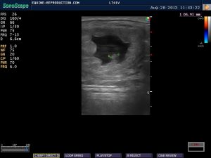 mare ultrasound pregnancy images 23 day measured