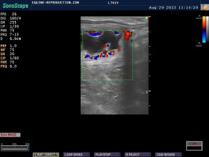mare ultrasound pregnancy images 24 day CD image