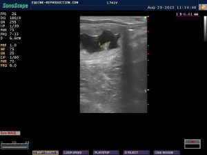 mare ultrasound pregnancy images 24 day measured