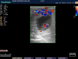 mare ultrasound pregnancy images 26 day CD image