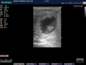 mare ultrasound pregnancy images 26 day measured