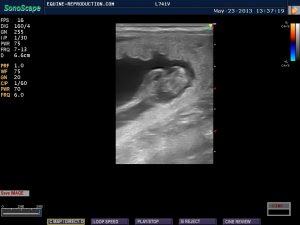 mare ultrasound pregnancy images 27 day image