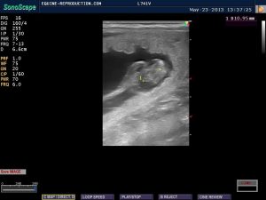 mare ultrasound pregnancy images 27 day measured