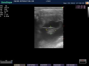 mare ultrasound pregnancy images 33 day measured