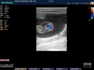 mare ultrasound pregnancy images 40 CD image