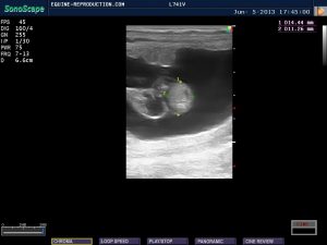 mare ultrasound pregnancy images 40 day measured