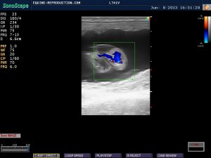 mare ultrasound pregnancy images 43 day CD image