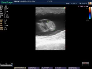 mare ultrasound pregnancy images 43 day measured