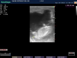mare ultrasound pregnancy images 53 day length measured