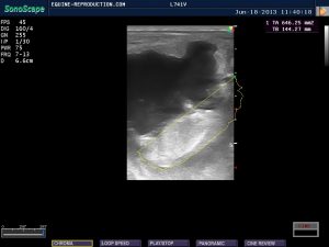 mare ultrasound pregnancy images 53 day area measured