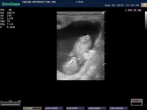 mare ultrasound pregnancy images 58 day measured
