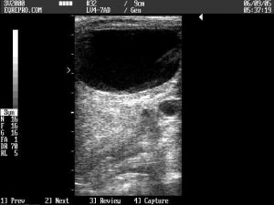 Predicting Ovulation in the Mare - flattened follicle