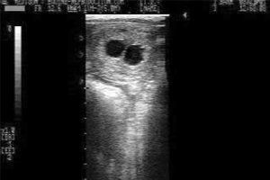 Successful breeding more than chance - ultrasound of pregnancy and cyst